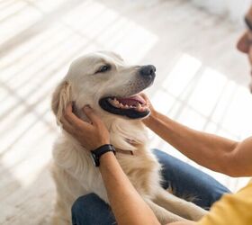 poll reveals biggest pet peeves of dog owners in the u s, Photo credit Prostock studio Shutterstock com