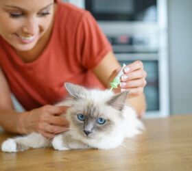 Can You Use Dog Flea Products on Cats?