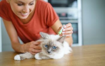 Can You Use Dog Flea Products on Cats?