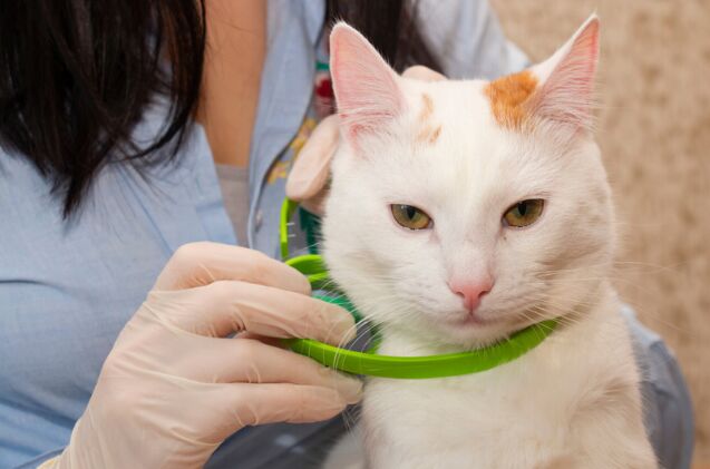 can you use dog flea products on cats, Photo credit Inga Gedrovicha Shutterstock com