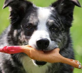 Are Squeaky Toys Safe for Dogs?