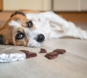 According to ASPCA, These Are The Top 10 Pet Toxins of 2023