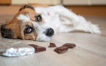 According to ASPCA, These Are The Top 10 Pet Toxins of 2023