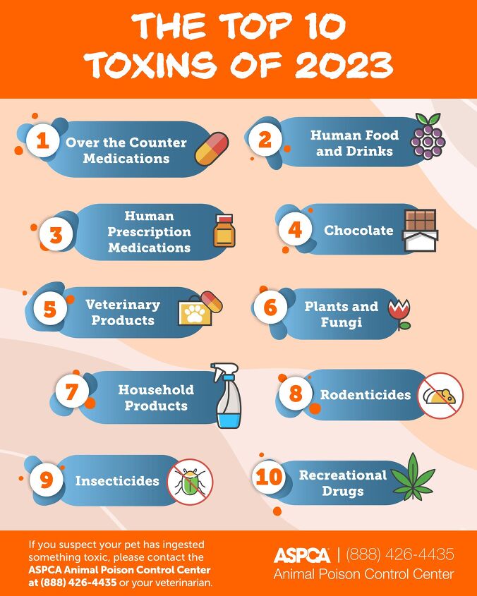 according to aspca these are the top 10 pet toxins of 2023