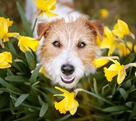 Which Spring Flowers Are Toxic to Dogs?