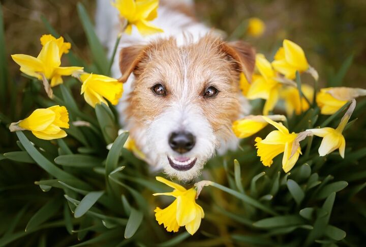 Which Spring Flowers Are Toxic to Dogs?