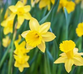 which spring flowers are toxic to dogs