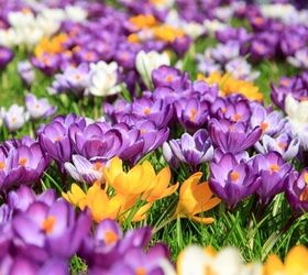 which spring flowers are toxic to dogs