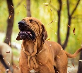what are dogs allergic to in the spring, olgagorovenko Shutterstock