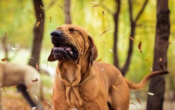 What Are Dogs Allergic To In The Spring?
