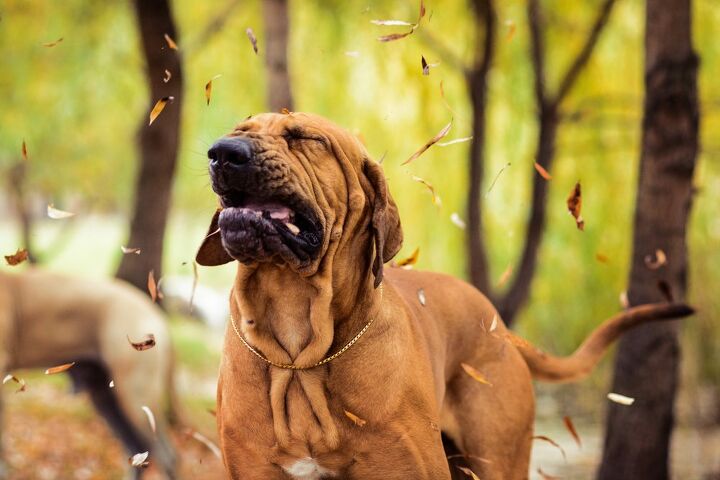 what are dogs allergic to in the spring, olgagorovenko Shutterstock