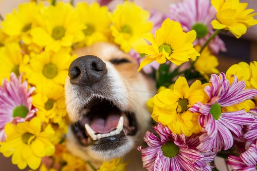 what are dogs allergic to in the spring, Krichevtseva Shutterstock