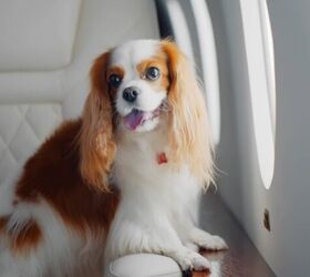 bark air introduces a new flight tailored for dogs, Photo credit nimito Shutterstock com