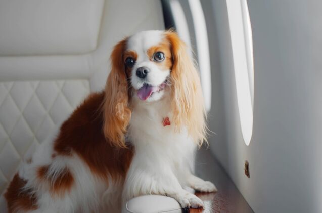 bark air introduces a new flight tailored for dogs, Photo credit nimito Shutterstock com