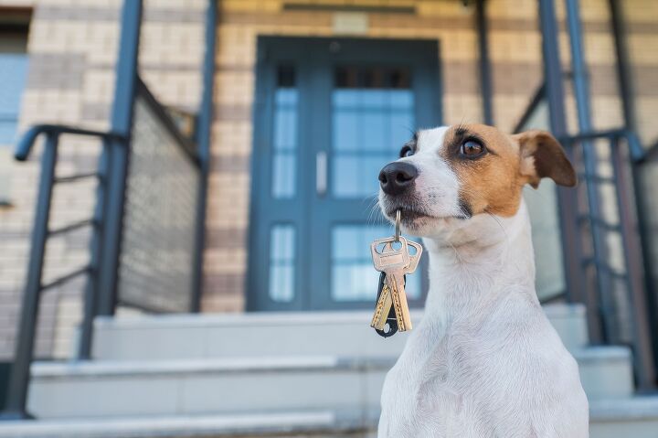 new bill will eliminate housing barriers for pet owners in california, Reshetnikov art Shutterstock