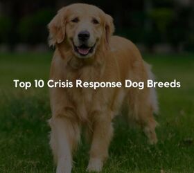 Top 10 Crisis Response Dog Breeds