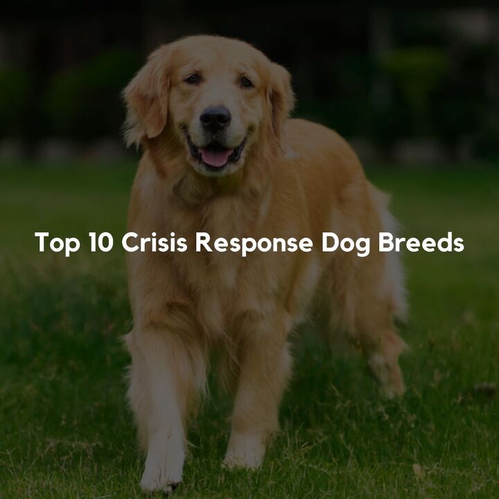top 10 crisis response dog breeds, Top 10 Crisis Response Dog Breeds