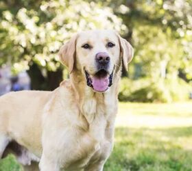 top 10 crisis response dog breeds, Labrador Retriever
