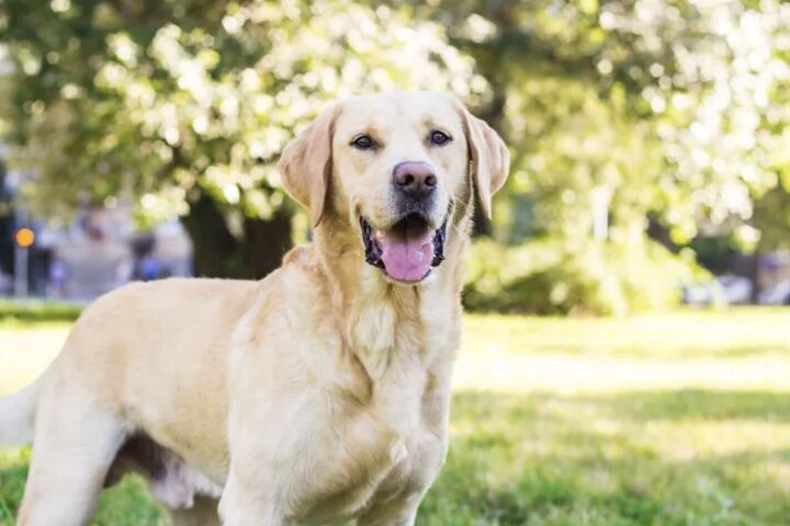 top 10 crisis response dog breeds, Labrador Retriever