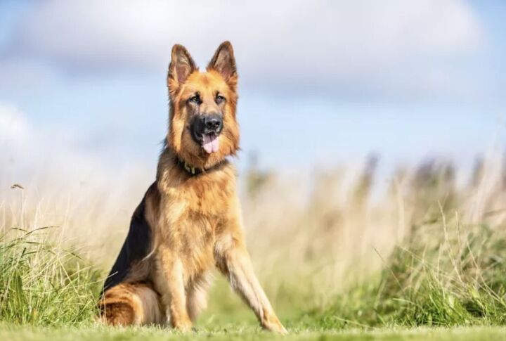 top 10 crisis response dog breeds, German Shepherd Dog