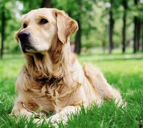 top 10 crisis response dog breeds, Golden Retriever