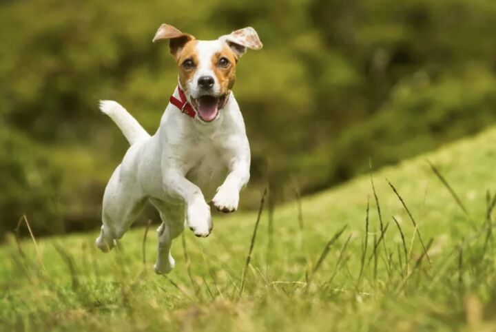 top 10 crisis response dog breeds, Jack Russell Terrier