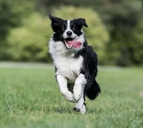 top 10 crisis response dog breeds, Border Collie