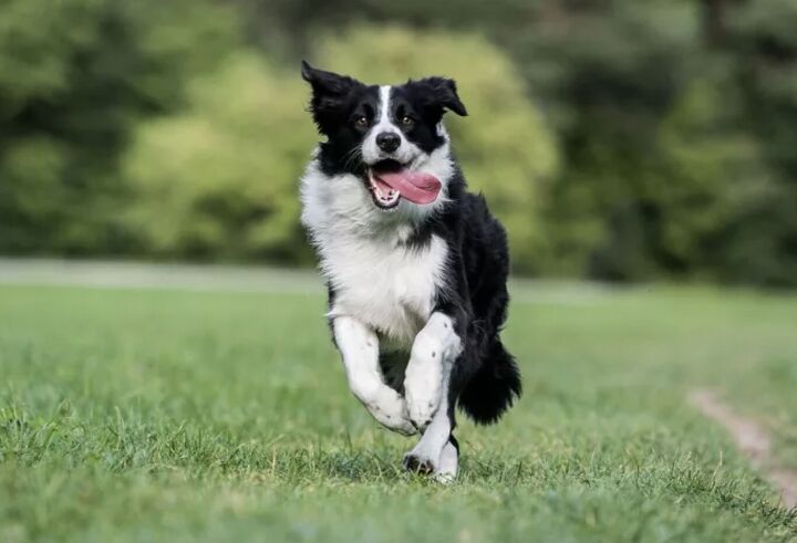 top 10 crisis response dog breeds, Border Collie