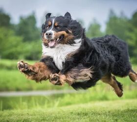 top 10 crisis response dog breeds, Bernese Mountain Dog