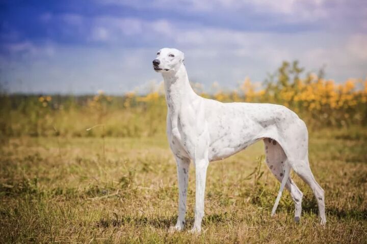 top 10 crisis response dog breeds, Greyhound