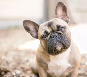 top 10 crisis response dog breeds, French Bulldog