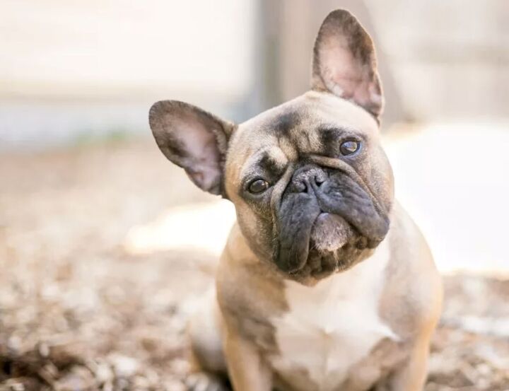top 10 crisis response dog breeds, French Bulldog