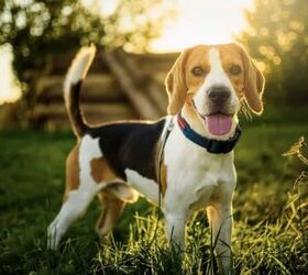 top 10 crisis response dog breeds, Beagle
