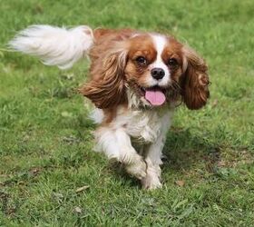 top 10 crisis response dog breeds, Cavalier King Charles Spaniel