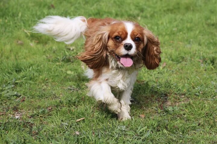 top 10 crisis response dog breeds, Cavalier King Charles Spaniel
