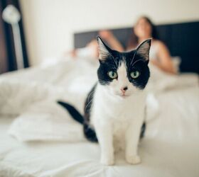 How Do I Stop My Cat From Waking Me up at Night?