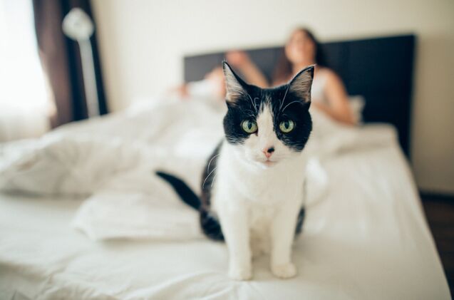 how do i stop my cat from waking me up at night, Photo credit Stockshakir Shutterstock com