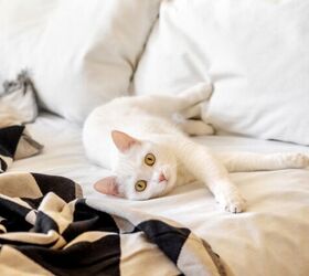 how do i stop my cat from waking me up at night, Photo credit Svetlana Khutornaia Shutterstock com