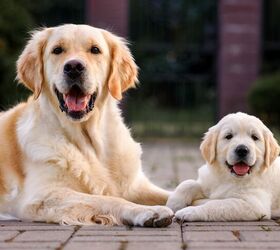 Guide Dog Trigger Retires After Fathering Over 300 Puppies