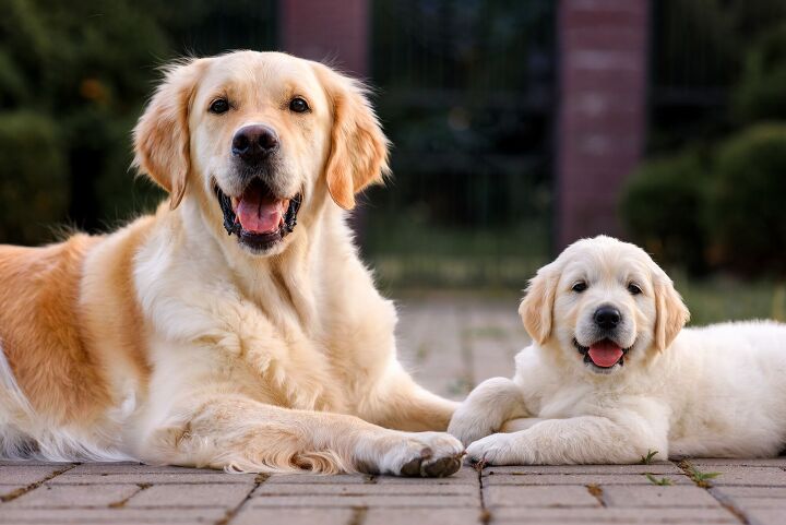 Guide Dog Trigger Retires After Fathering Over 300 Puppies