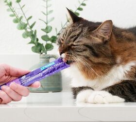 give your cat a purr fect treat