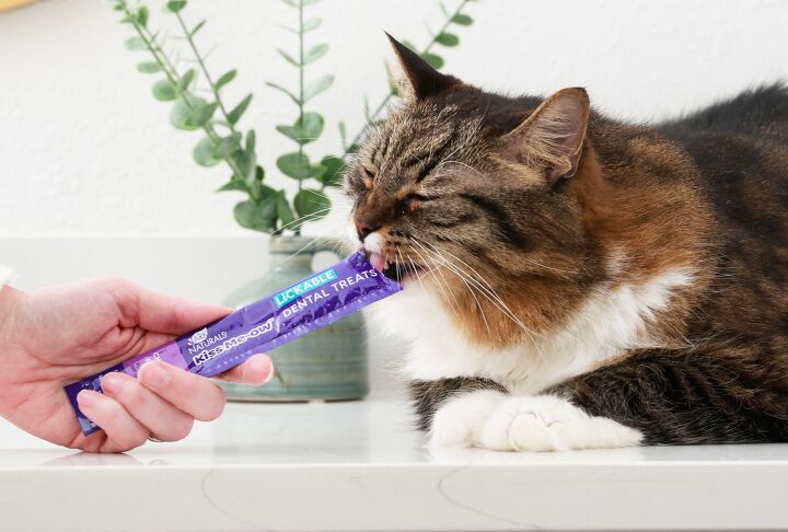 give your cat a purr fect treat