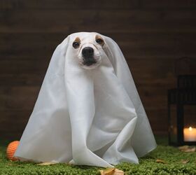 Ghosts of Dead Pets May Help Owners Deal With Grief, Study Finds