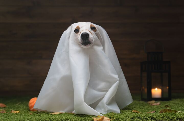 ghosts of dead pets may help owners deal with grief study finds, Media Home Shutterstock