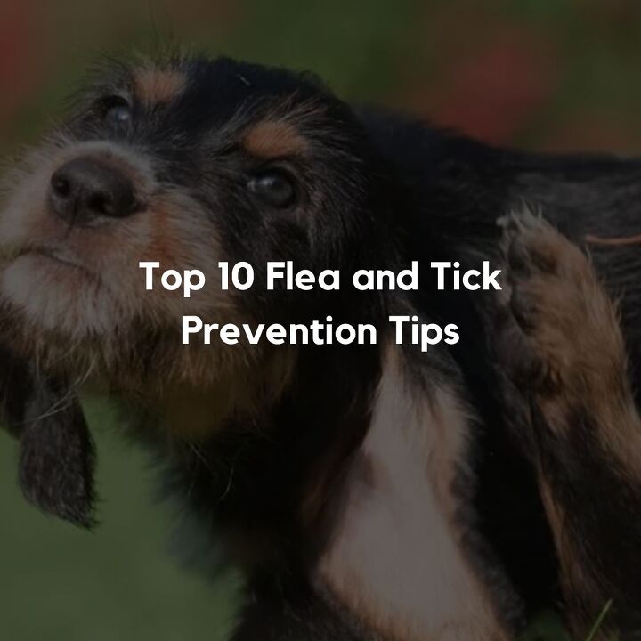Top 10 Flea and Tick Prevention Tips
