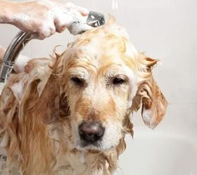 top 10 flea and tick prevention tips, Give your dog a bath