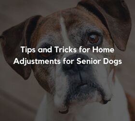 Tips and Tricks for Home Adjustments for Senior Dogs
