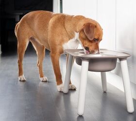 tips and tricks for home adjustments for senior dogs, Adapting Feeding Stations