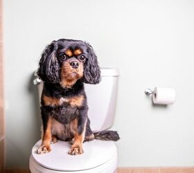 tips and tricks for home adjustments for senior dogs, Indoor Bathroom Solutions