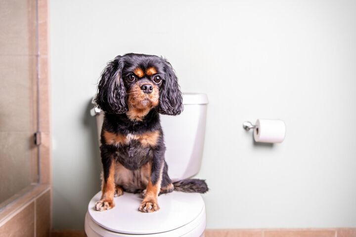 tips and tricks for home adjustments for senior dogs, Indoor Bathroom Solutions